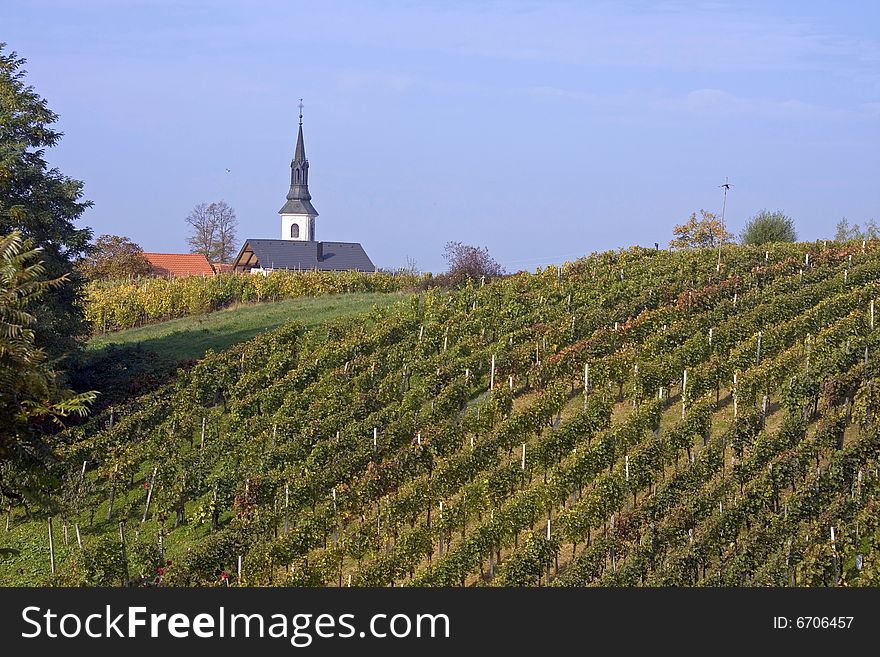 Landscape of the vineyard in the autumn with church in the background.