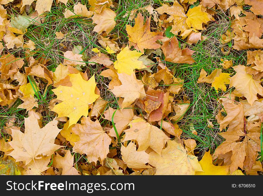 Yellow maple leafs on green grass