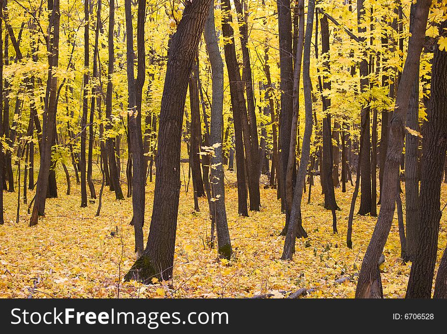 Trees with yellow leaves autumn background