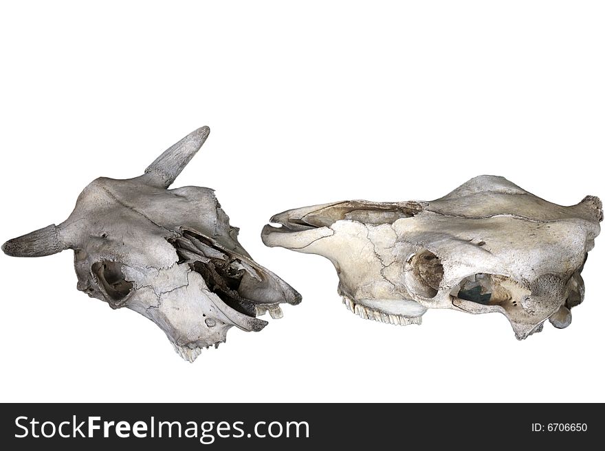 Old Animal Skull Isolated