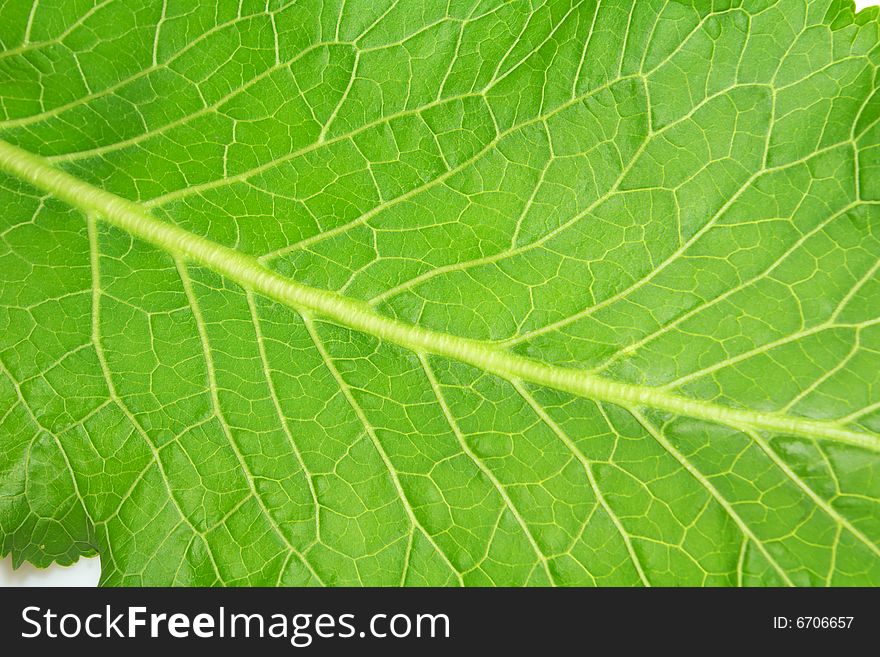 A fresh green horseradish leaf