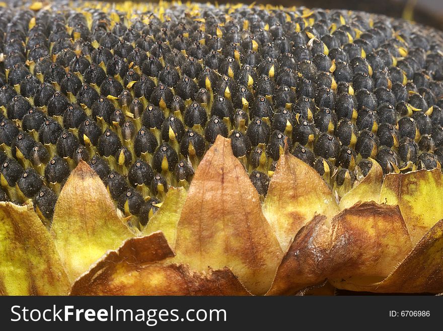 A natural sunflower seeds texture