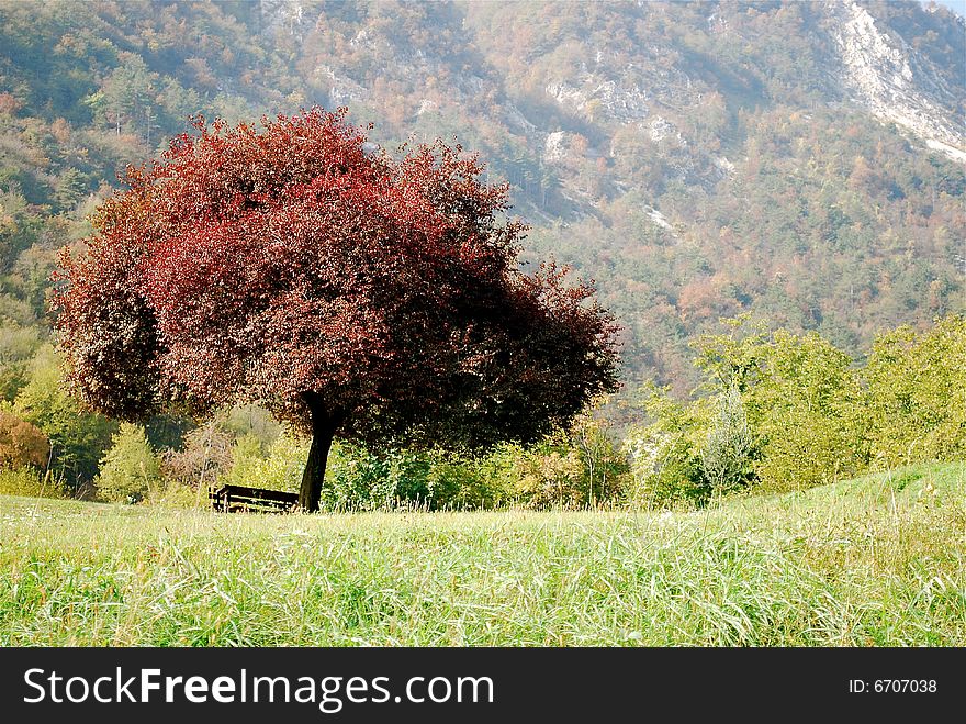 Red tree and the park bench