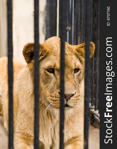 Lion imprisoned in a cage. Lion imprisoned in a cage