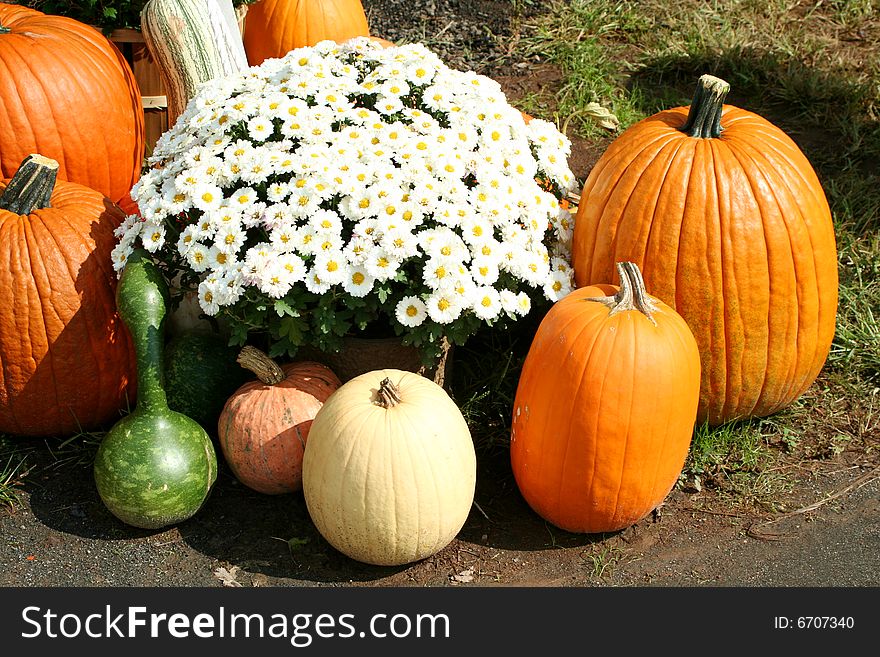 Bunch Of Pumpkins And A Mum