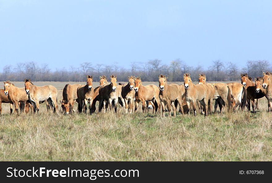 Wild horse-tarpan