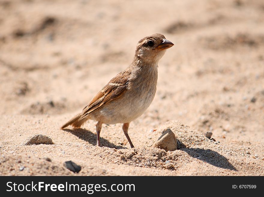 One wild sparrow on sand