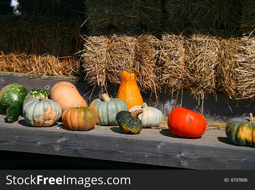 Pumpkins stacked on shelves at farm. Pumpkins stacked on shelves at farm