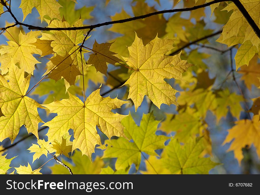 Autumn leaves background in sunny day