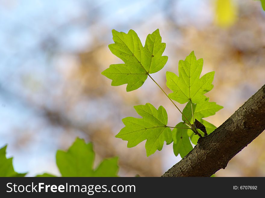 First spring leaves over natural background. First spring leaves over natural background