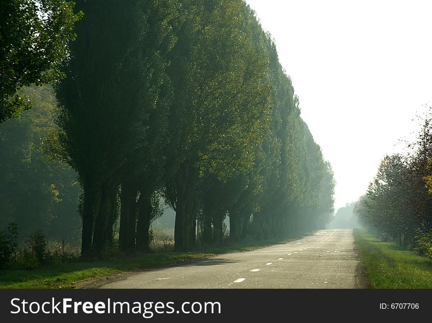 Empty road with trees on outskirts