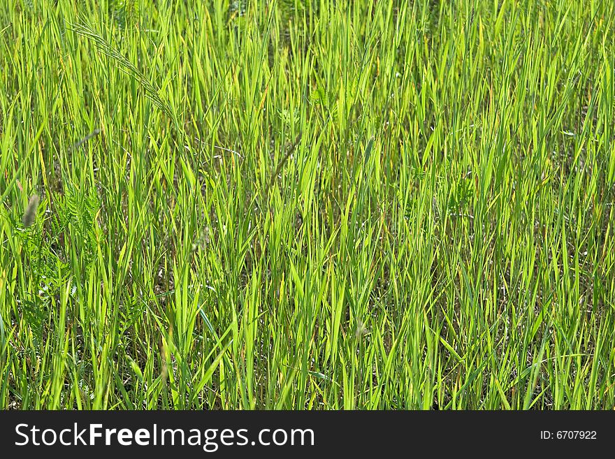 Green grass in a sunny day, texture. Green grass in a sunny day, texture