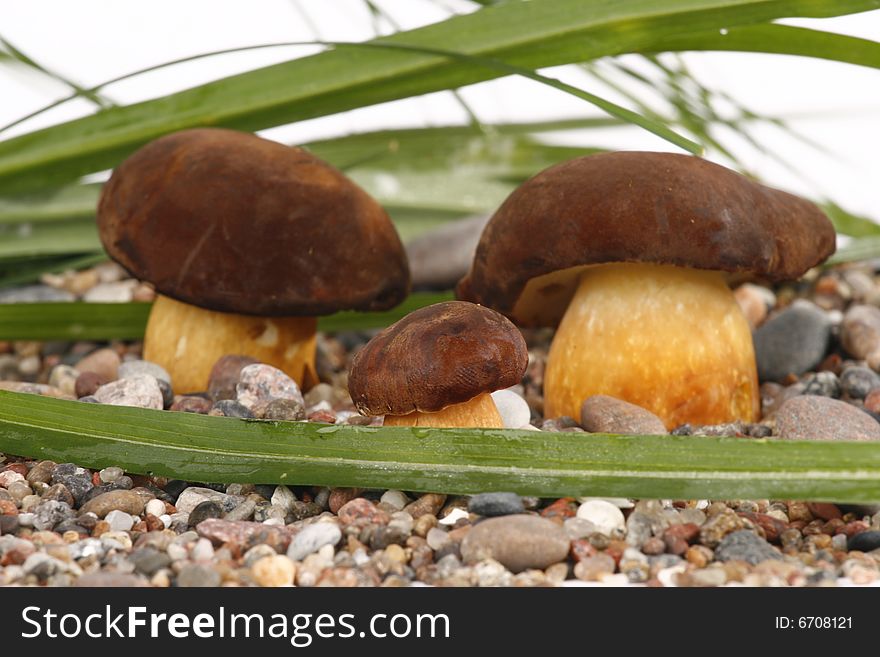 Very fresh and tasty mushrooms