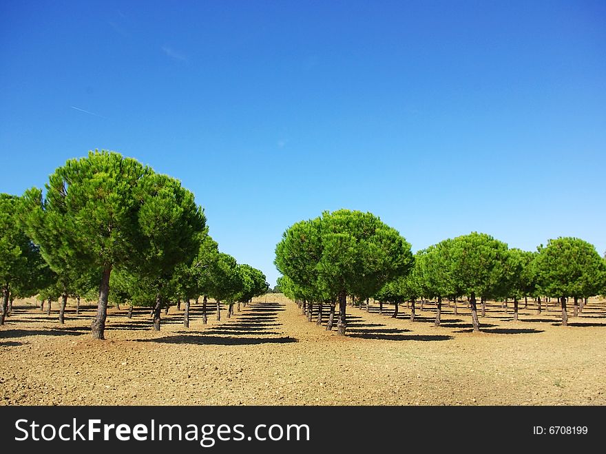 Field of green pines at Portugal. Field of green pines at Portugal.