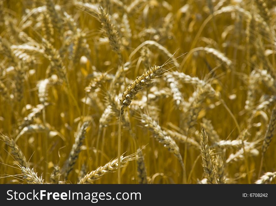 Wheat in field in Ukaine. Wheat in field in Ukaine