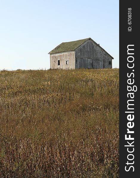 Midwest American faded, weathered barn on hill in autumn in middle of soybean field, Lenawee County, Michigan