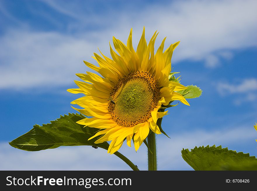 Yellow sunflower on sky background