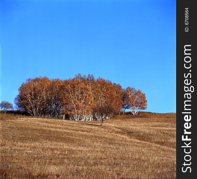 A golden autumn field,it is named bashang.