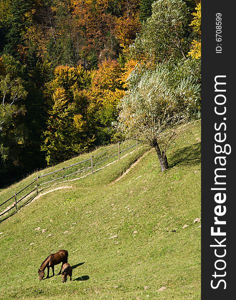 Horse on a meadow, in landscape of Carpathian Mountains. Horse on a meadow, in landscape of Carpathian Mountains