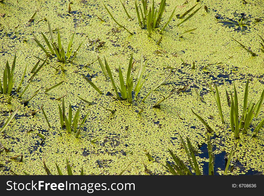 Water plants turning into swamps