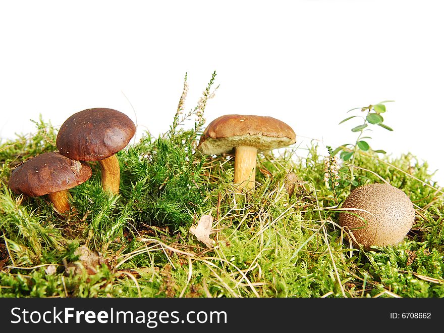 Forest scene with mushroooms isolated on white background. Forest scene with mushroooms isolated on white background.