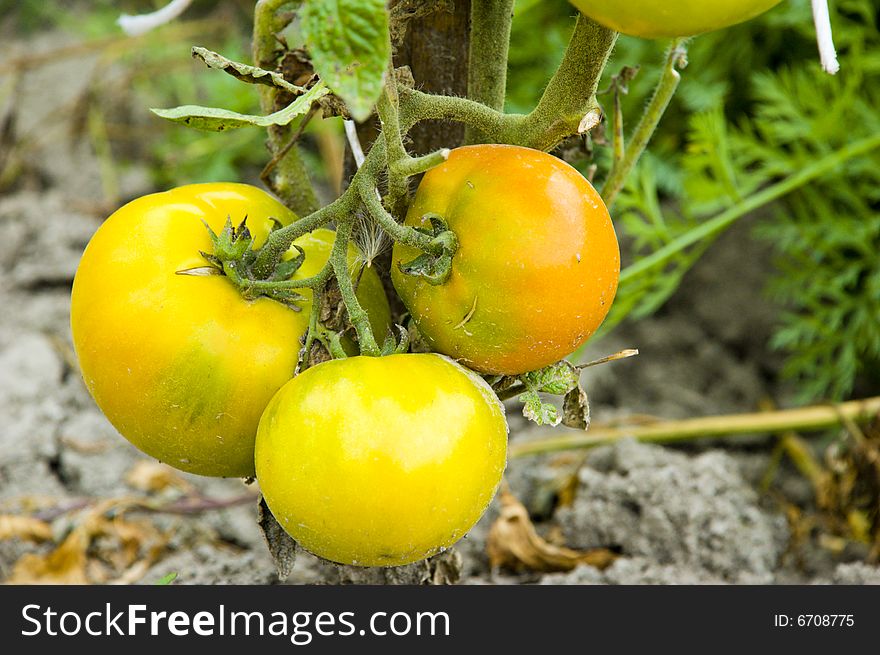 Yellow tomatos macro shot - agriculture concept shot