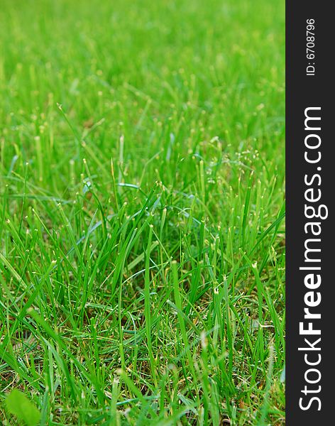 Green summer grass on lawn. Selective focus.
