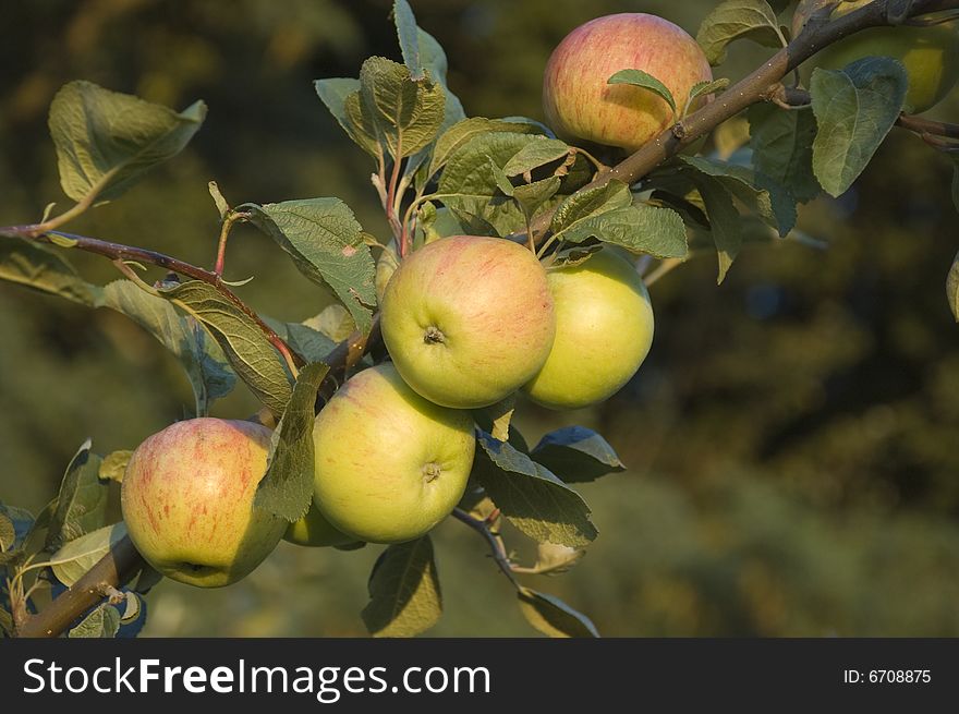 Apples On Branch