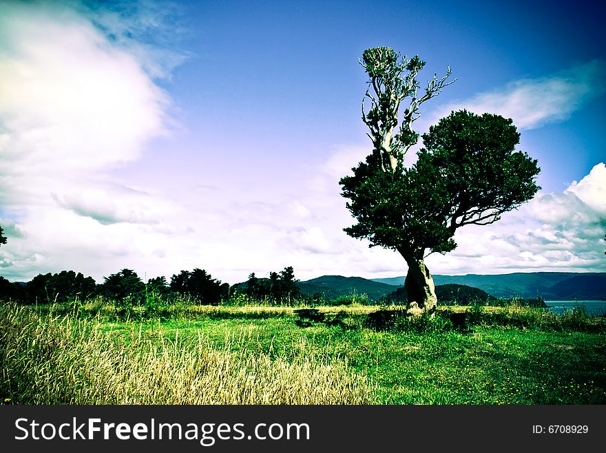 Lomo effect of a single tree on the lawn