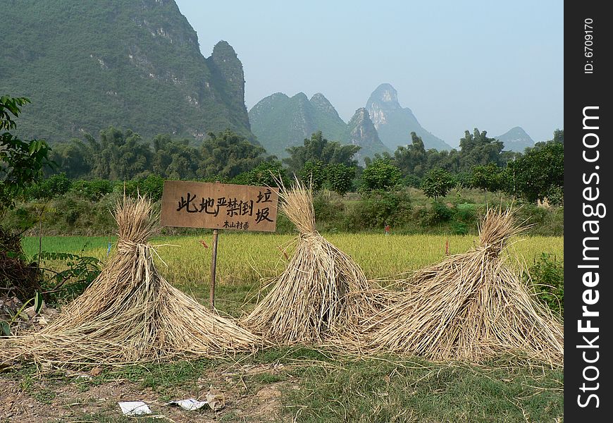 Rice plants after being harvested in China. Rice plants after being harvested in China