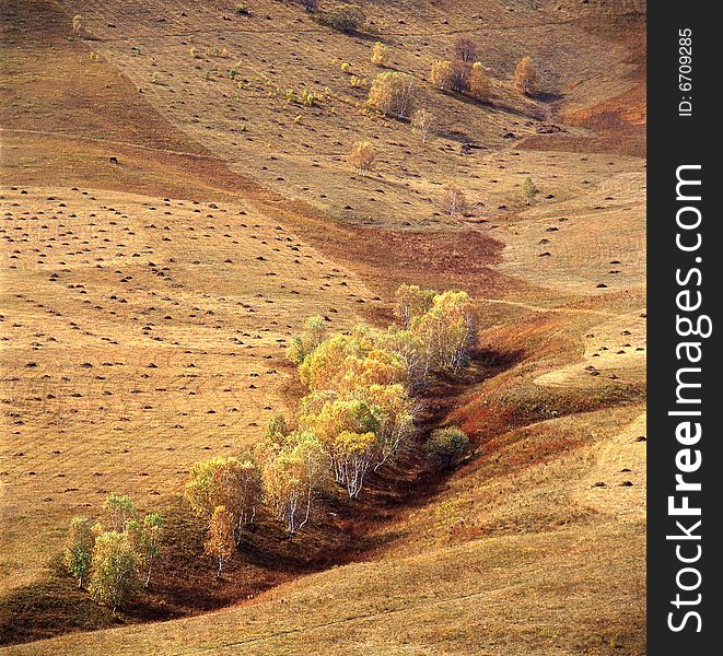 A golden autumn field,it is named bashang.