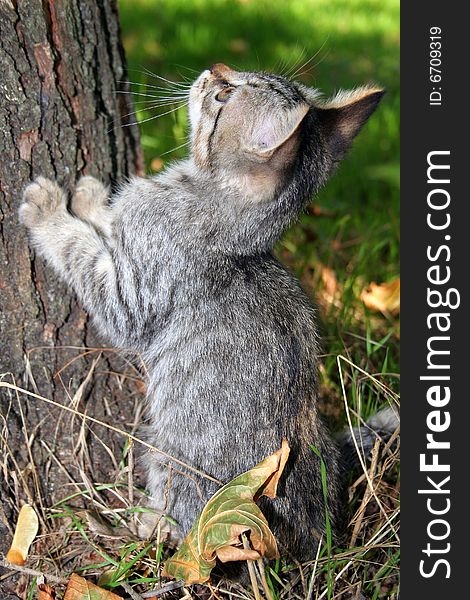 Fluffy little playful cat in grass