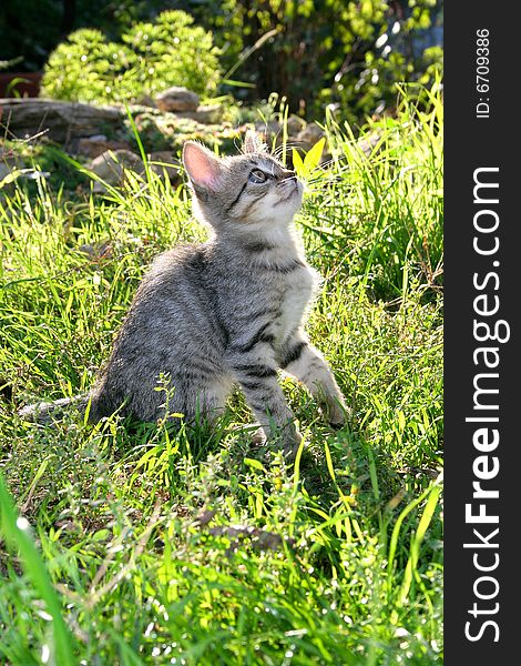 Fluffy little playful cat in grass