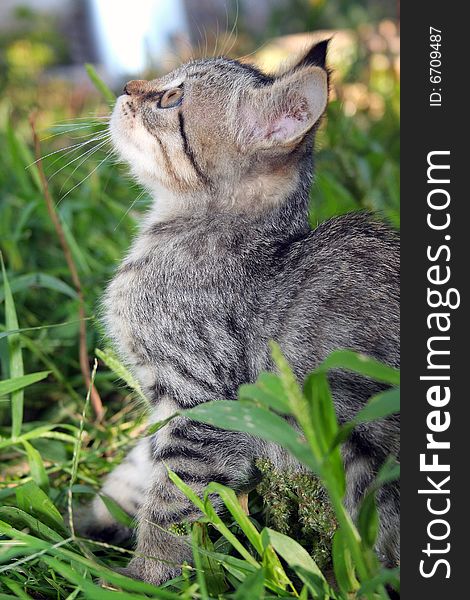 Fluffy little playful cat in grass