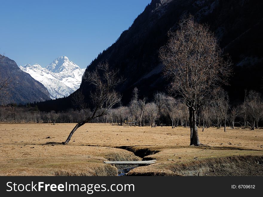 In winter, the plateau in the morning, the sun in the grassland.Photographs the place is the Chinese Sichuan province Xiaojin County's Mt. Siguniang mountain . In winter, the plateau in the morning, the sun in the grassland.Photographs the place is the Chinese Sichuan province Xiaojin County's Mt. Siguniang mountain