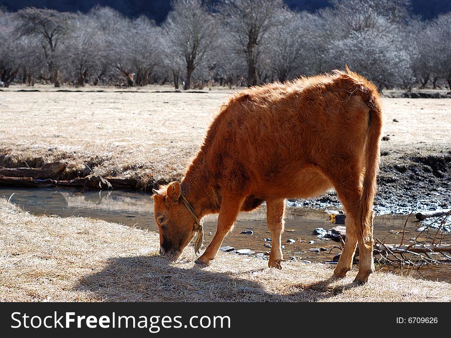 The winter pasture, in the water's edge, the cow which some grazes, is very leisurely and carefree, is enjoying winter's sunlight. The winter pasture, in the water's edge, the cow which some grazes, is very leisurely and carefree, is enjoying winter's sunlight