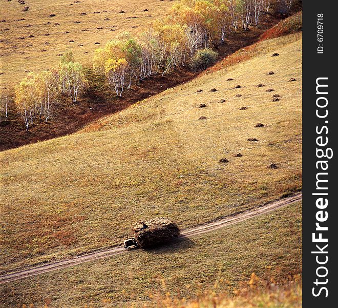 A golden autumn field,it is named bashang.