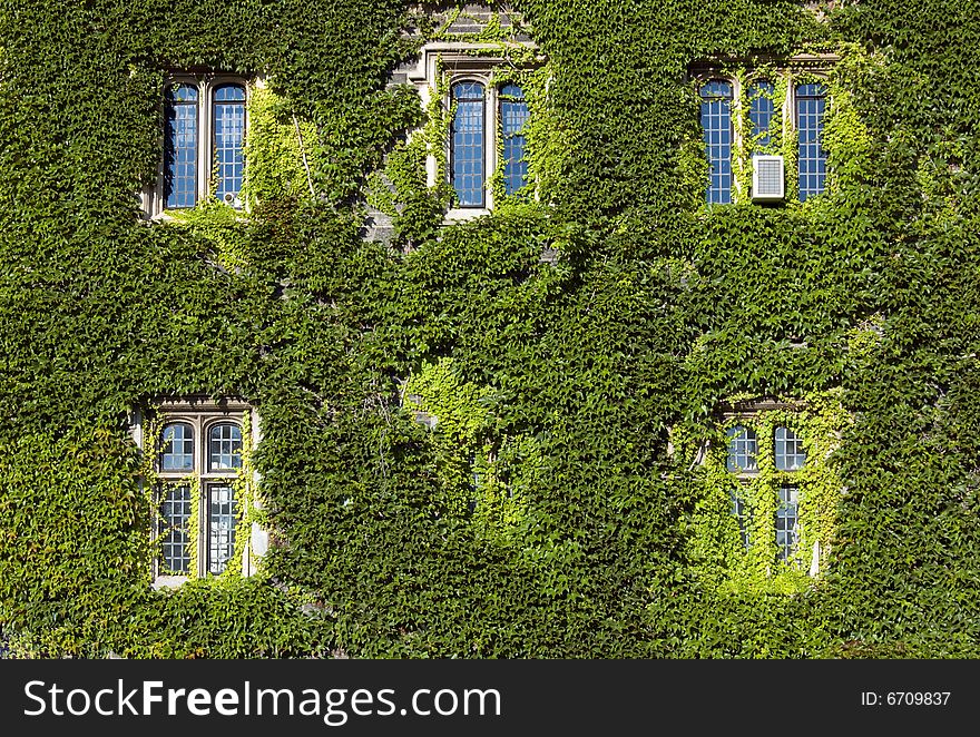 Wall of old building, covered by ivy in sunlite