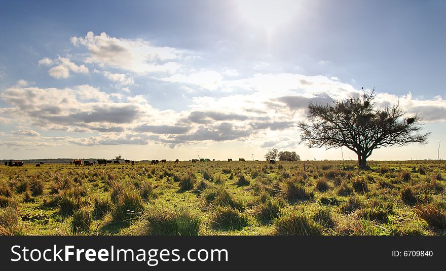 Lonely tree with the sun on top.