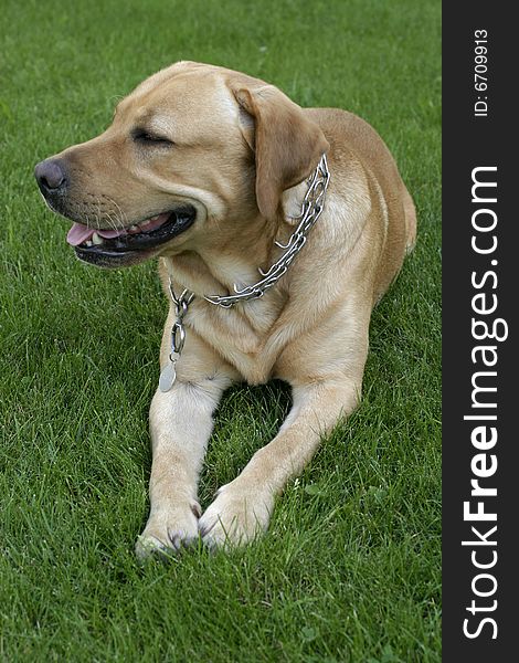 Dog resting on grass in the garden. Dog resting on grass in the garden