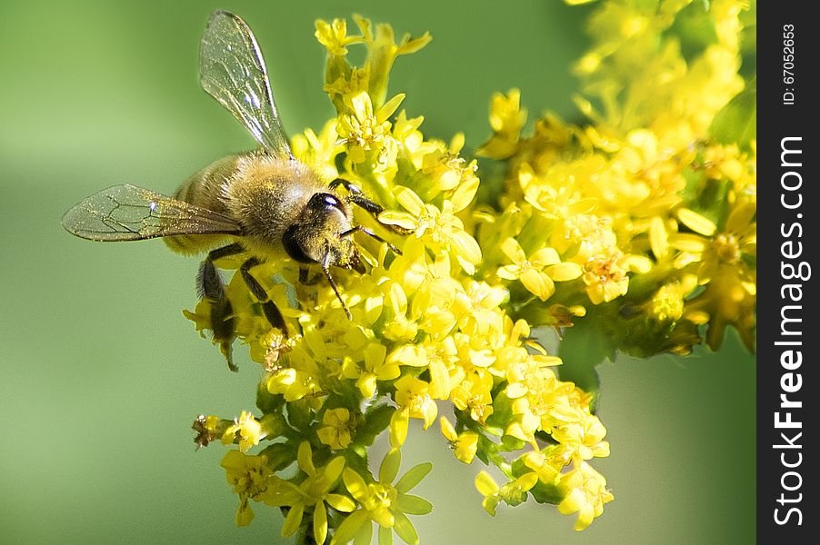 Honeybee gathering nectar from a yellow wildflower. Honeybee gathering nectar from a yellow wildflower