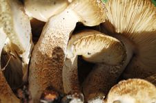 Forest Of Mushrooms Royalty Free Stock Image Forest Of Mushrooms Royalty Free Stock Image
