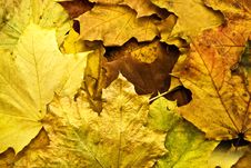 Autumn Background Stock Photo