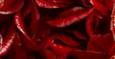 Hibiscus Rosa-sinensis Detail Royalty Free Stock Image