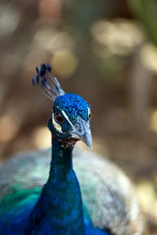 Peacock Royalty Free Stock Images Peacock Royalty Free Stock Images
