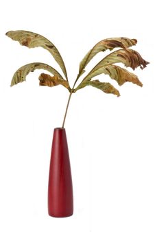 Chestnut Leaf I Stock Photography Chestnut Leaf I Stock Photography