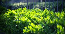 Green Leaves Against The Wall Royalty Free Stock Photos