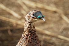 Hen Pheasant At Pheasant Valley Shooting Preserve Royalty Free Stock Photo Hen Pheasant At Pheasant Valley Shooting Preserve Royalty Free Stock Photo