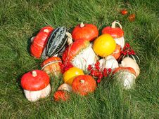 Autumn Still-life Royalty Free Stock Photography Autumn Still-life Royalty Free Stock Photography