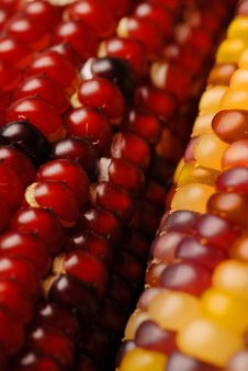 Indian Corn Stock Photo